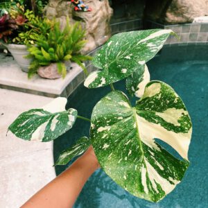 Thai Constellation Monstera