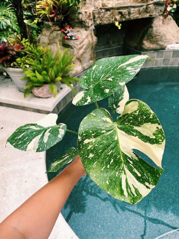 Thai Constellation Monstera